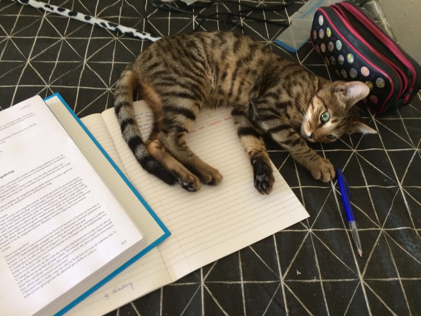 Een gestreepte kat ligt languit over een opengeslagen schrift, met een studieboek en een pen ernaast