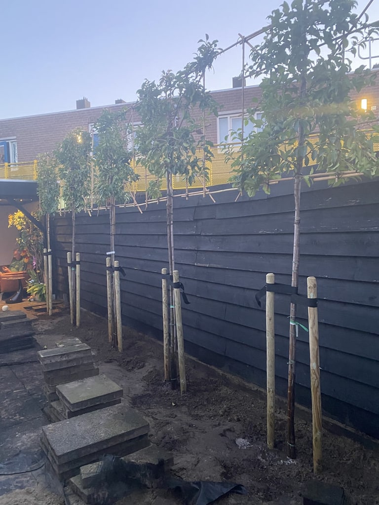 De rij nieuwe bomen, nog zonder vol blad