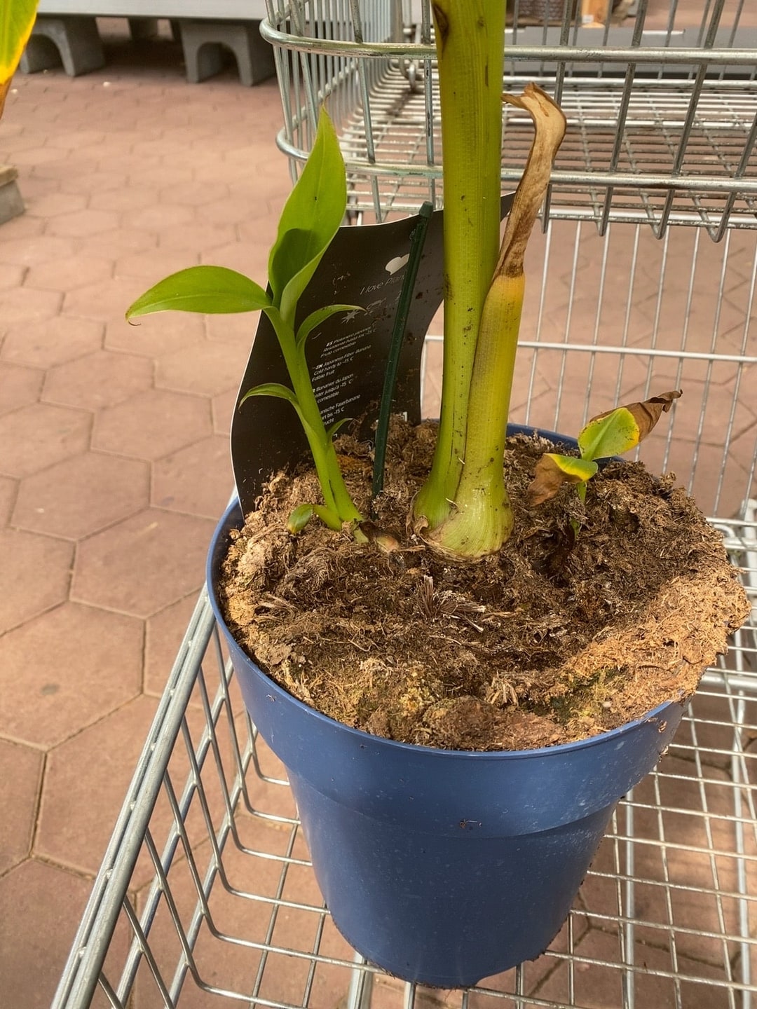 Een jonge bananenplant in een blauwe kweekpot in een winkelwagentje bij het tuincentrum, met een label waarop "Japanese Fiber Banana" leesbaar staat
