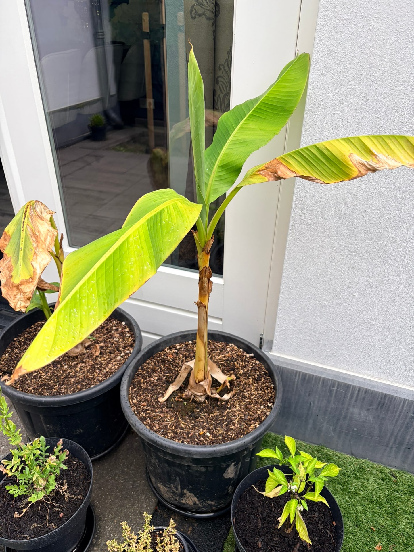Eén basjoo met een enkele bleekgroene stam en een paar grote bladeren met bruine punten