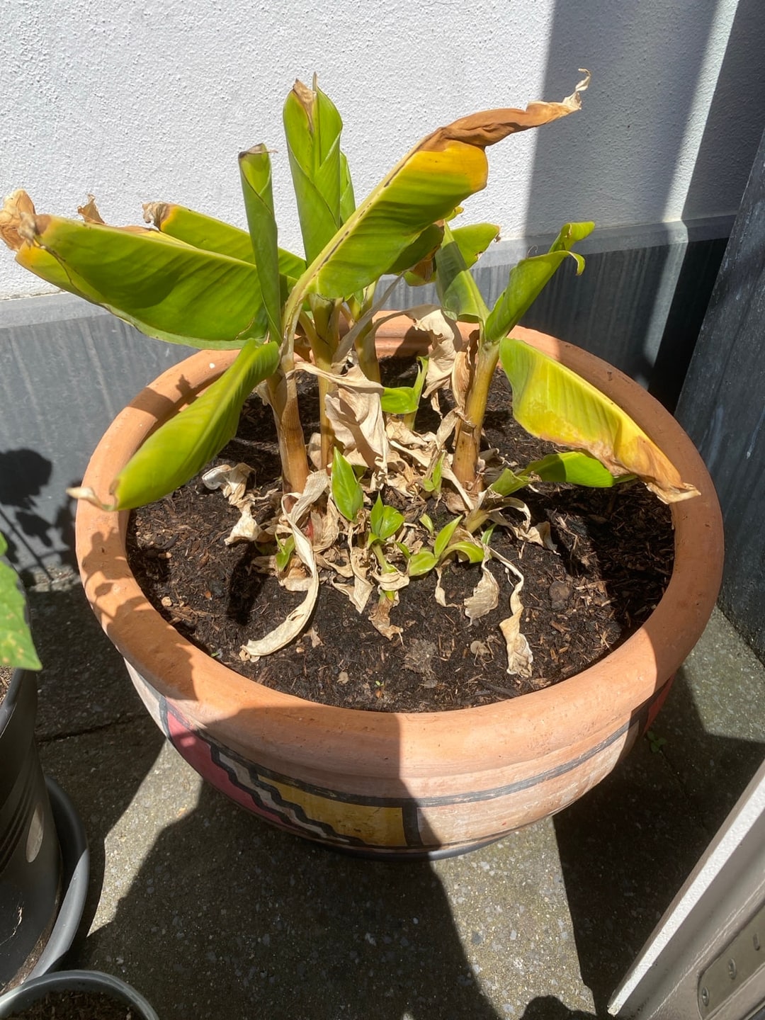 De Dwarf Cavendish in een beschilderde terracottapot in fel zonlicht, met slap omlaag hangende bladeren en verdroogde bruine resten ingezakt in het midden