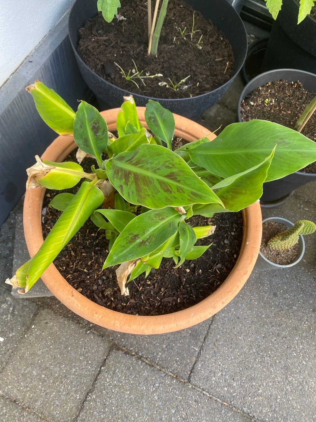 De plant van bovenaf gezien, met oudere gevlekte bladeren eromheen en helgroene nieuwe groei in het hart