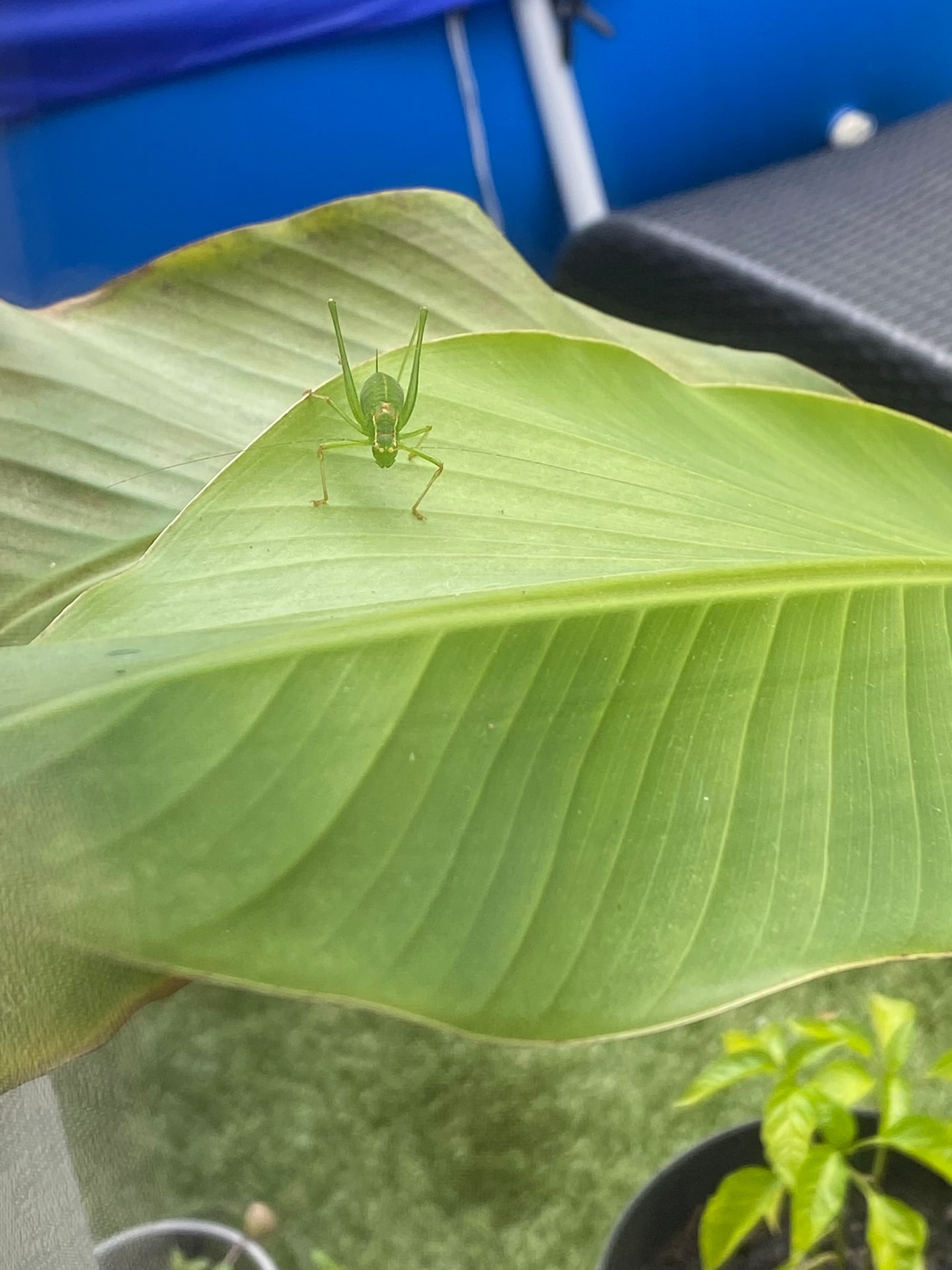 Een groene struiksprinkhaan op de punt van een groot bananenblad, recht in de camera, met lange voelsprieten