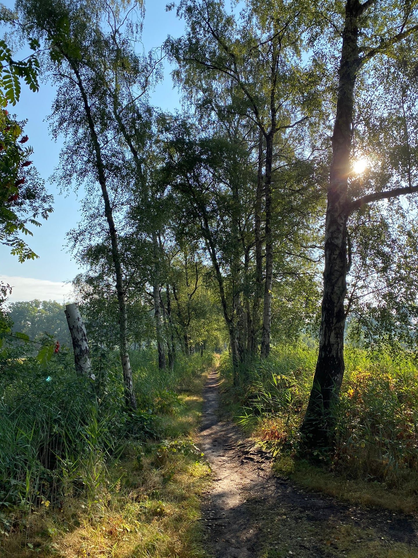 Een pad door een licht bos, met de zon laag tussen de stammen