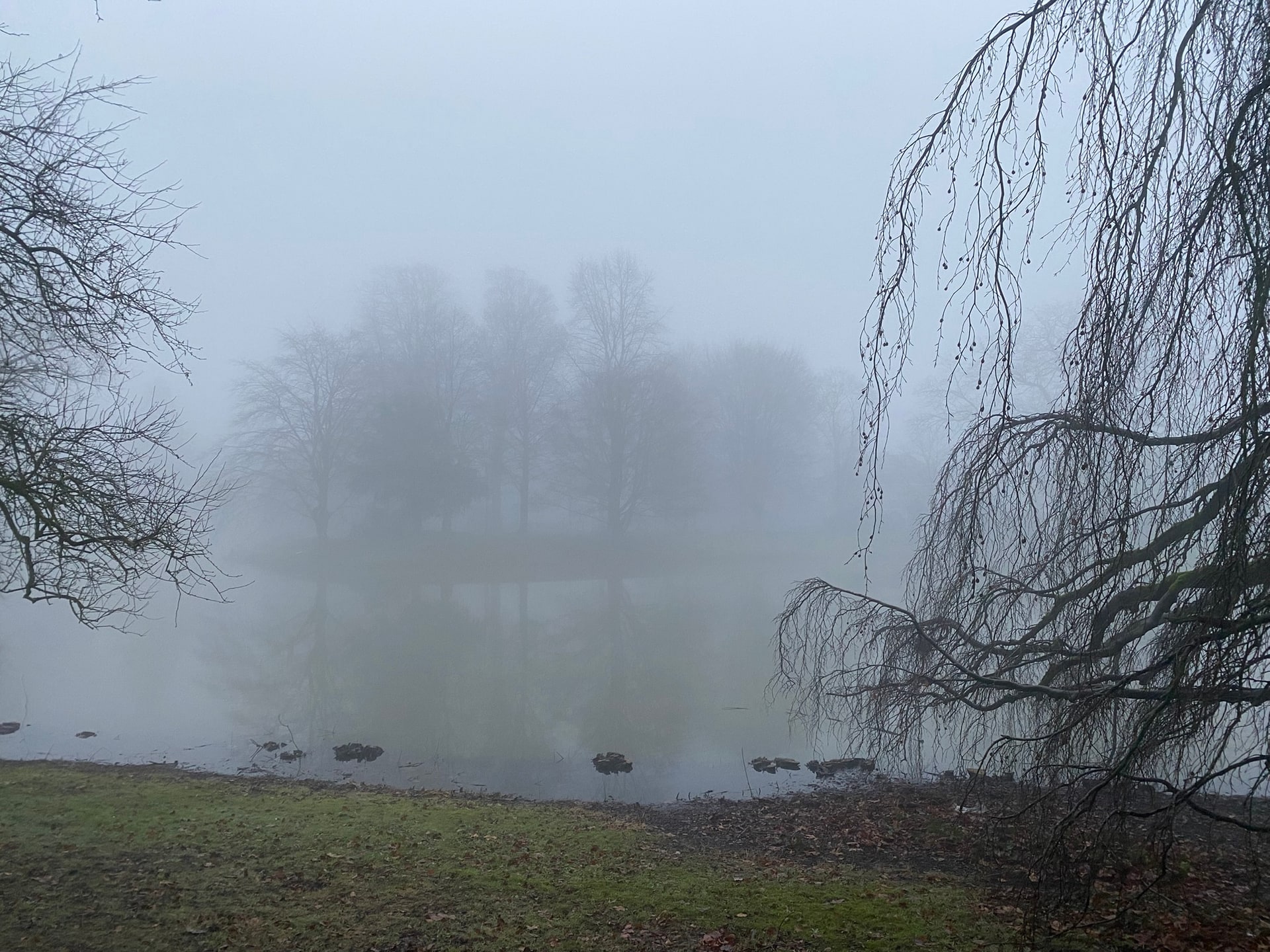 Een parkvijver in dichte mist, met kale bomen die in het grijs vervagen en een treurtak die van rechts over het water hangt