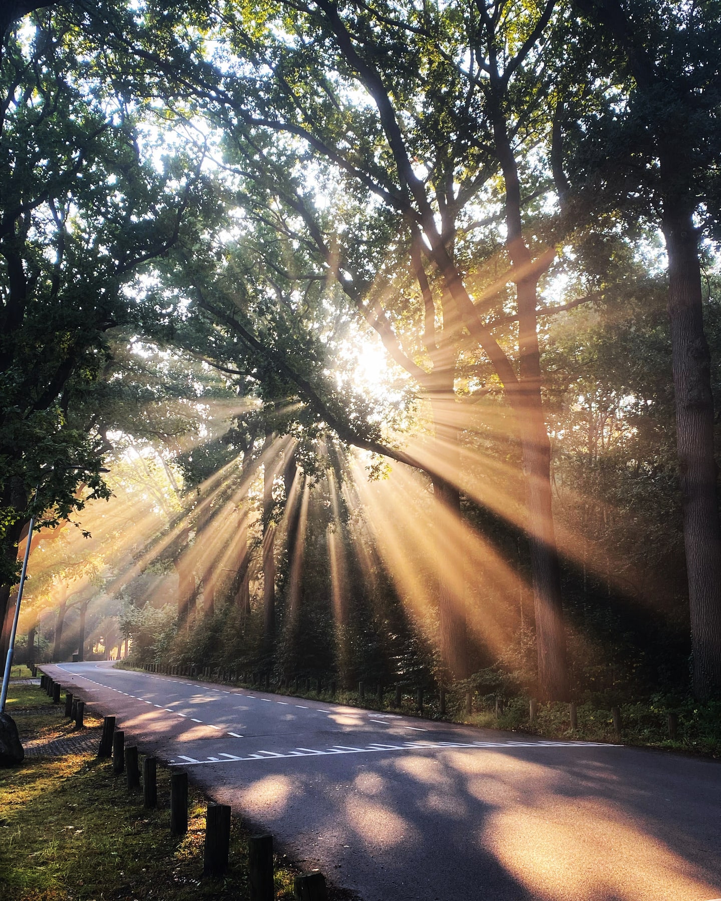 Brede zonnestralen die door de bomen op een bosweg vallen