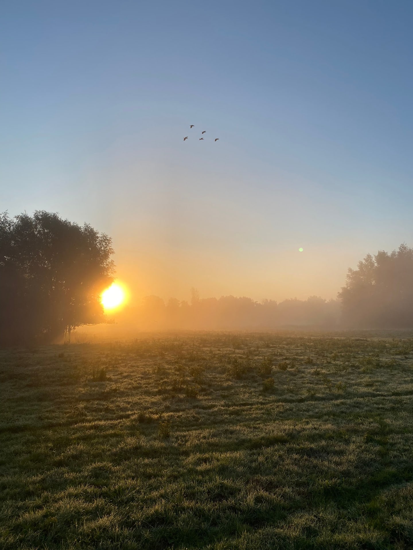 Zonsopkomst boven een weiland in de mist, met een groep vogels in de lucht