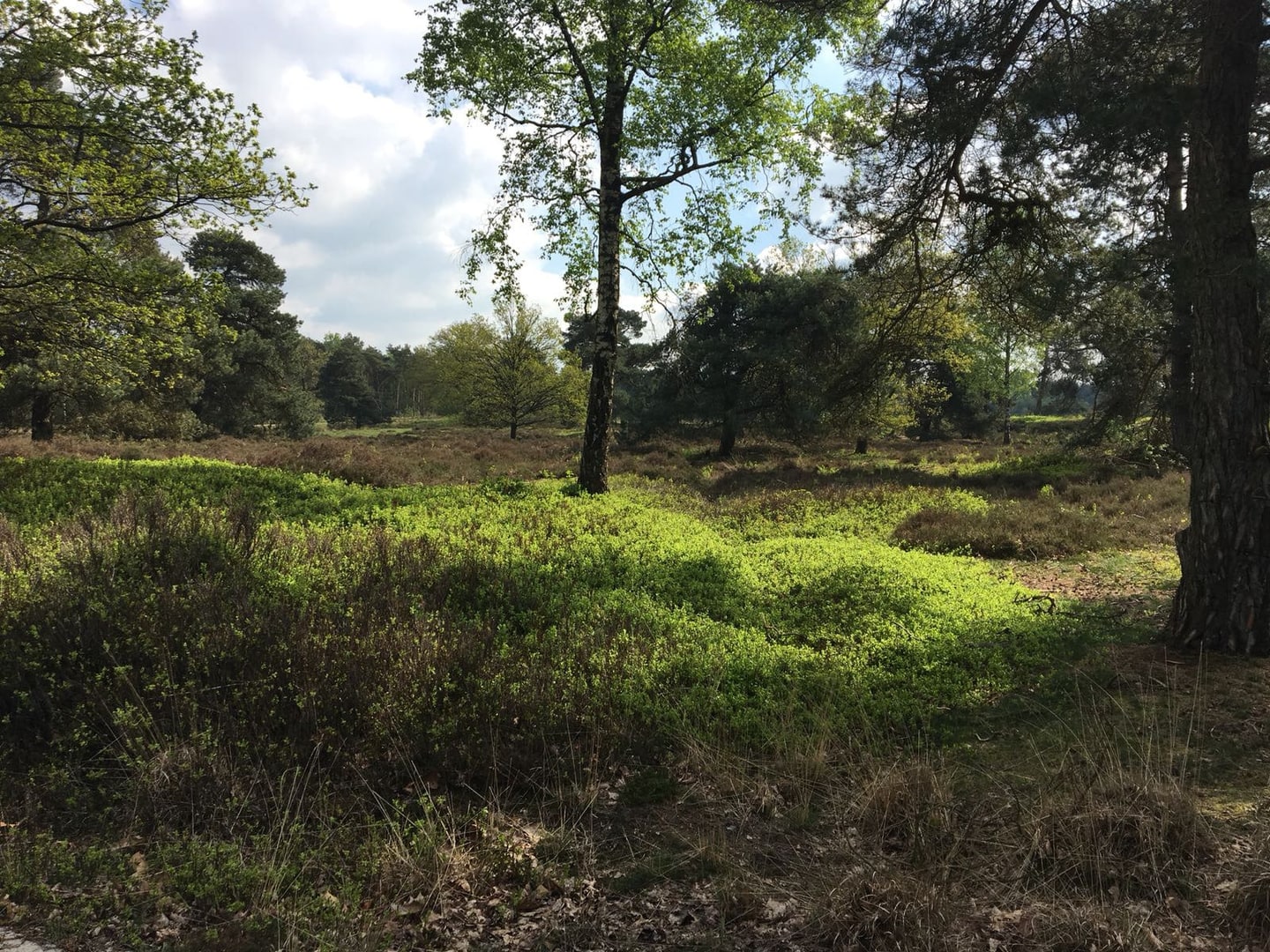 Een heidelandschap met verspreide bomen en glooiend gras