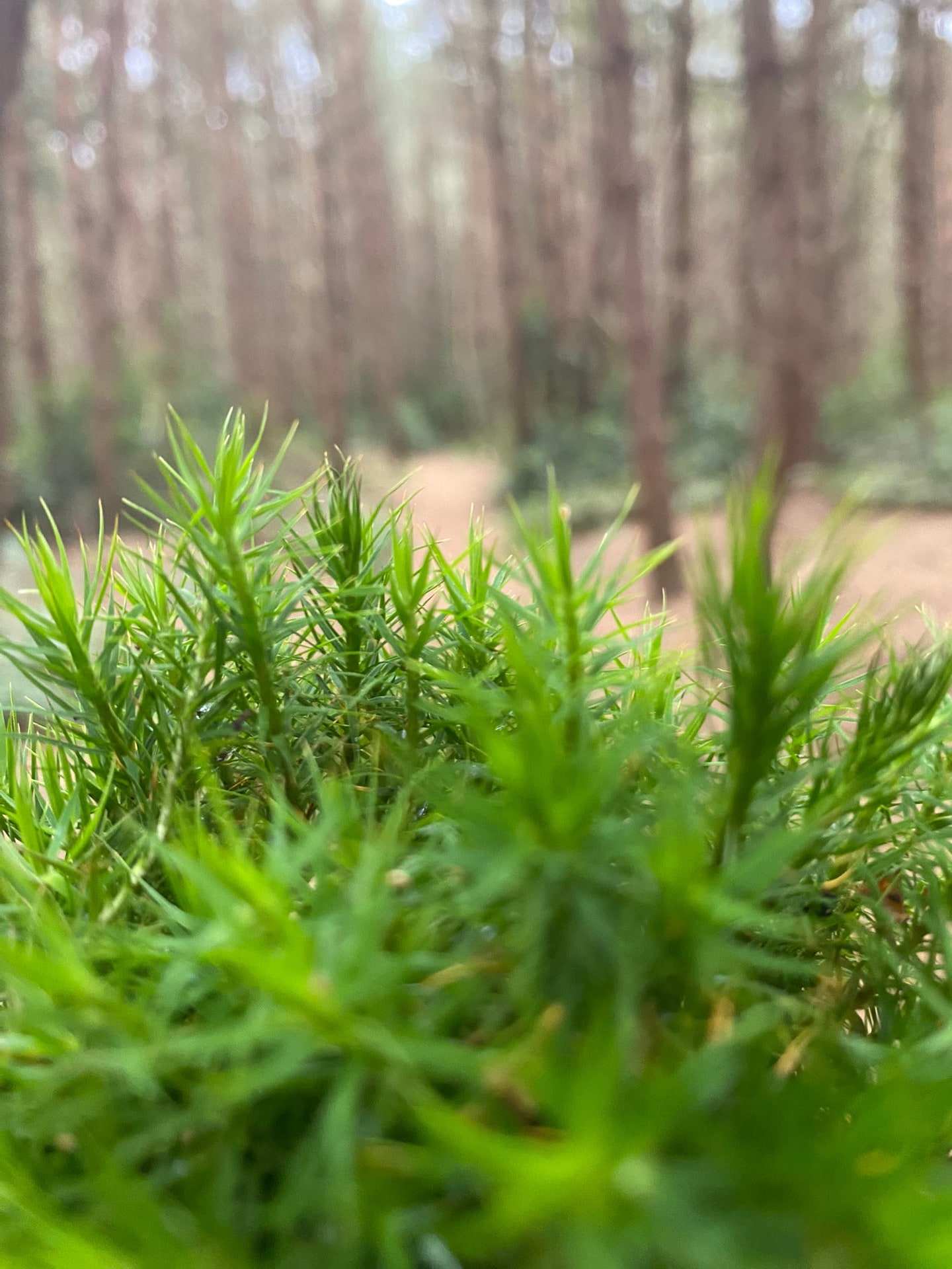 Grassprieten van dichtbij, met een wazige achtergrond van stammen