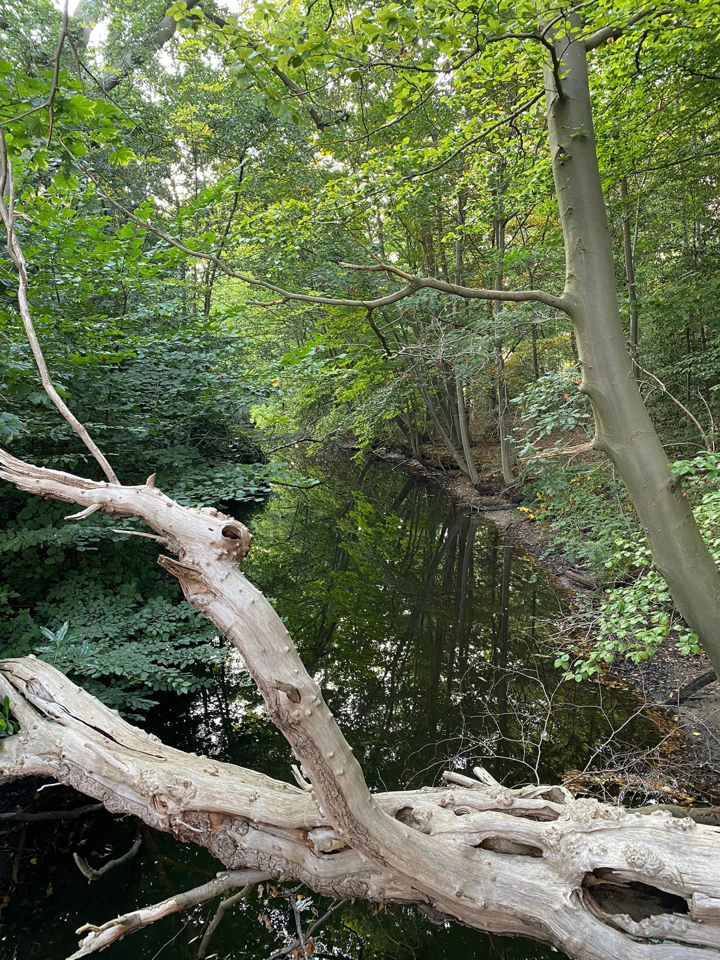 Een omgevallen kale tak over het water in een bos