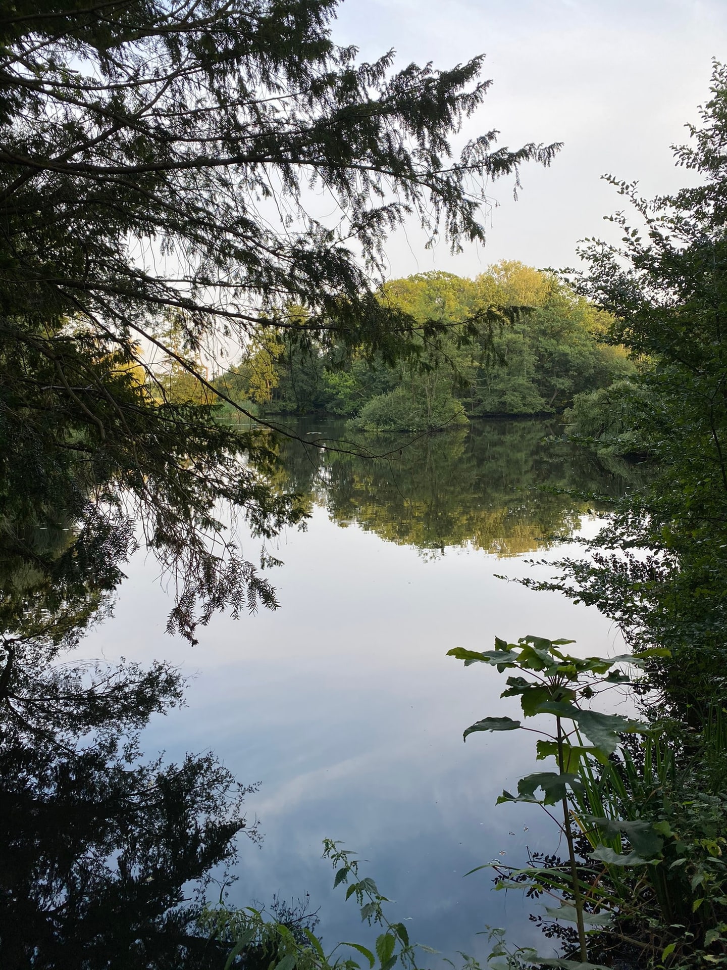 Bomen weerspiegeld in een stille plas