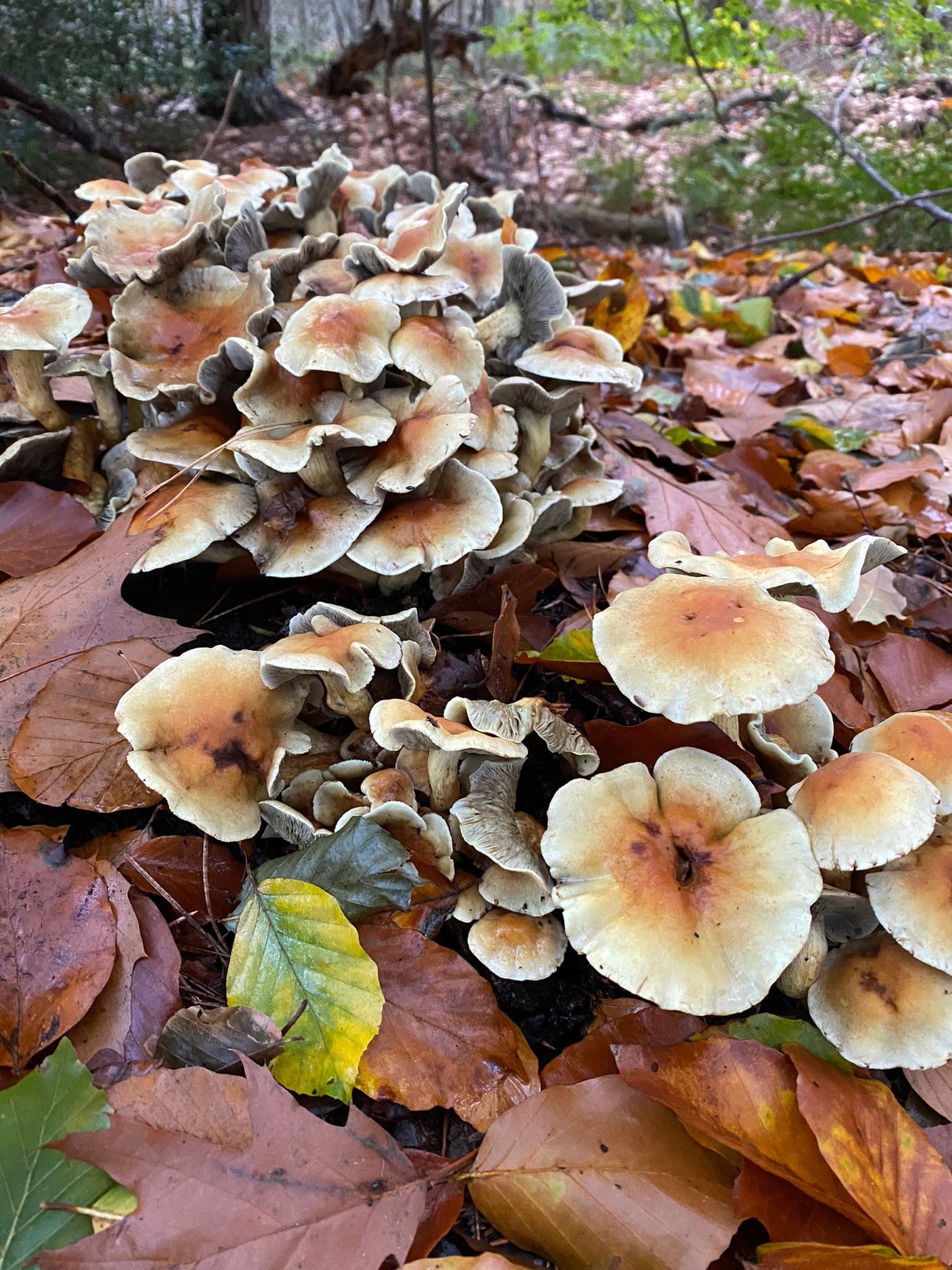 Een groep paddenstoelen tussen de bladeren op de bosbodem