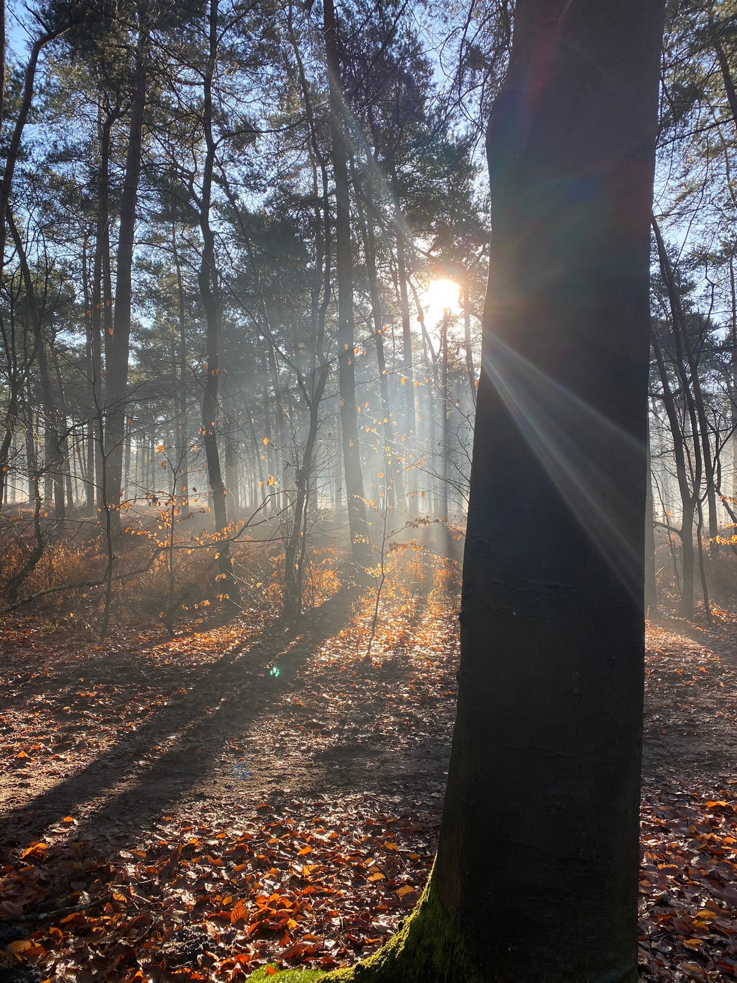De zon die tussen dennenstammen door valt, op een bodem vol blad