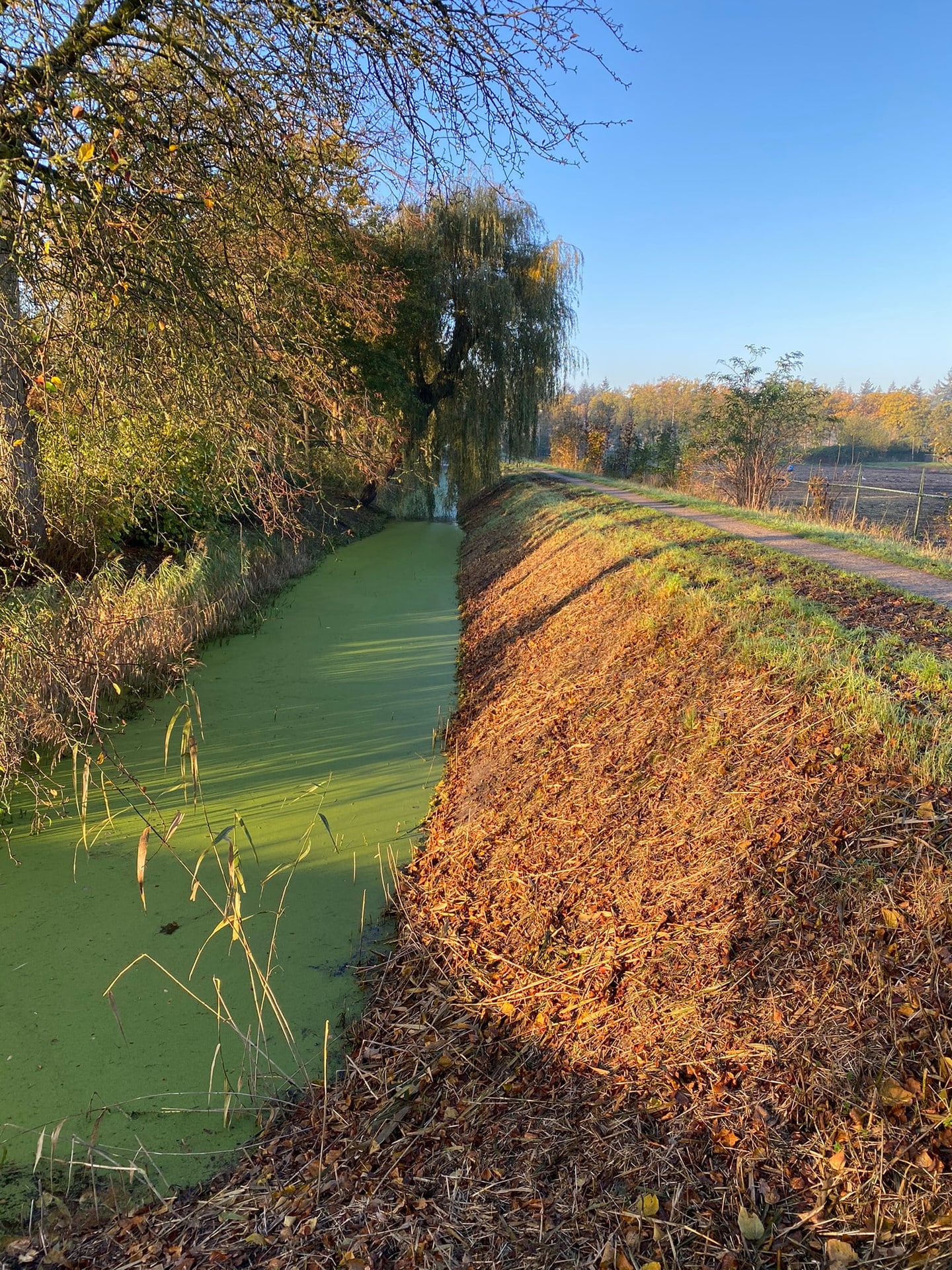 Een kanaal met kroos, met een oranje berm ernaast