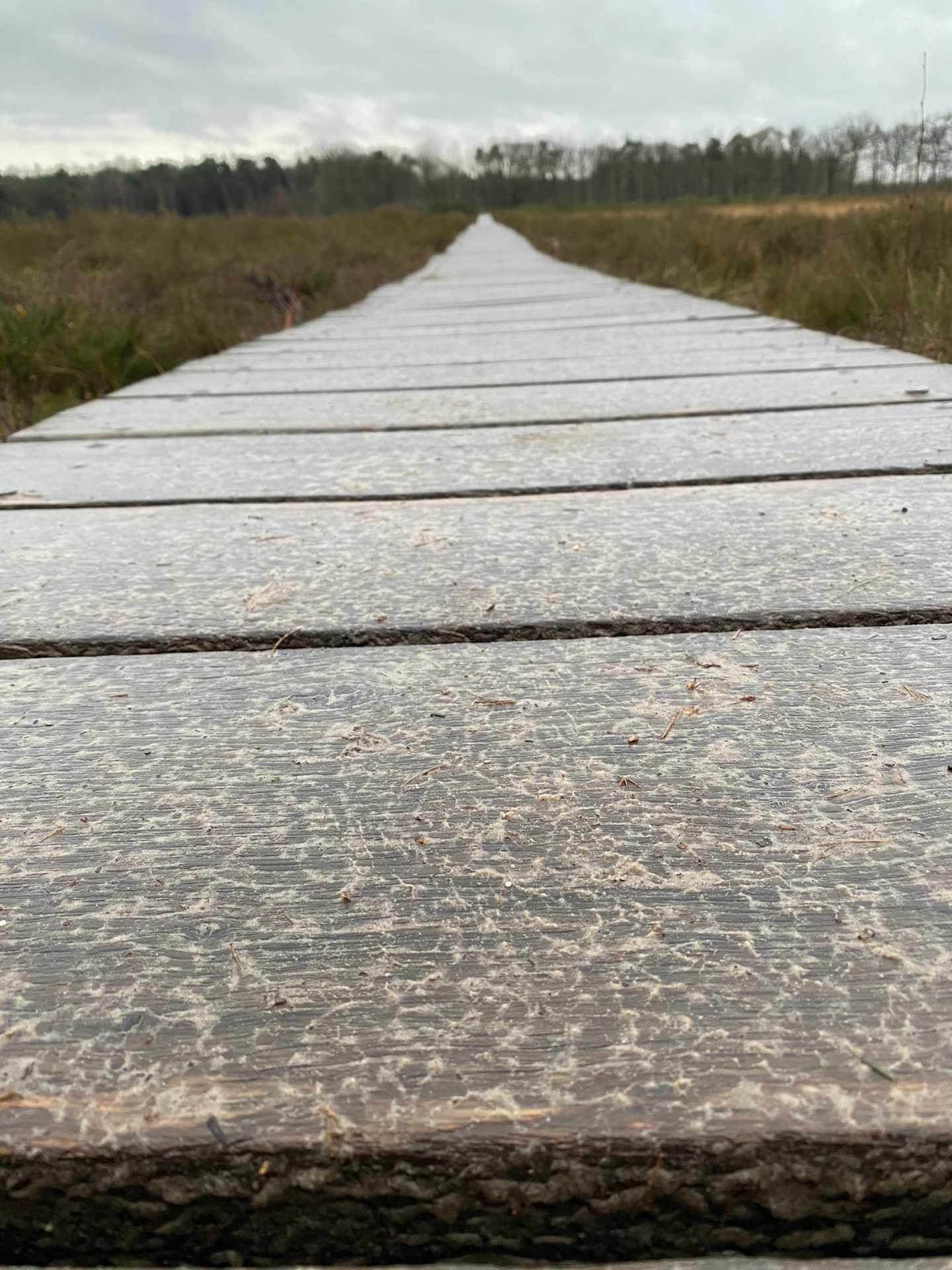 Een houten vlonderpad over een heideveld, vlak boven de planken gefotografeerd, dat kaarsrecht naar de horizon loopt