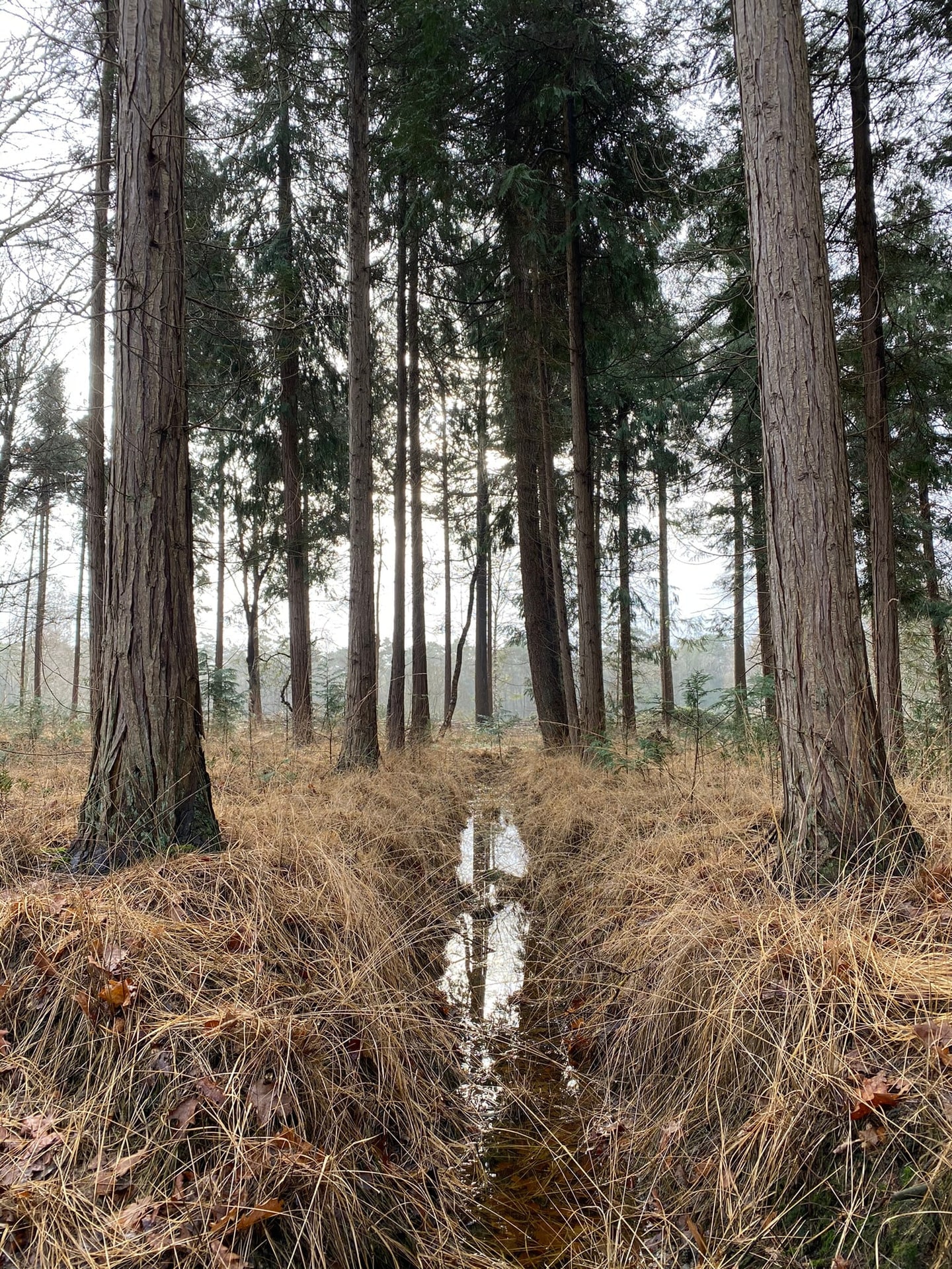 Hoge naaldbomen boven een ondergroei van geel gras