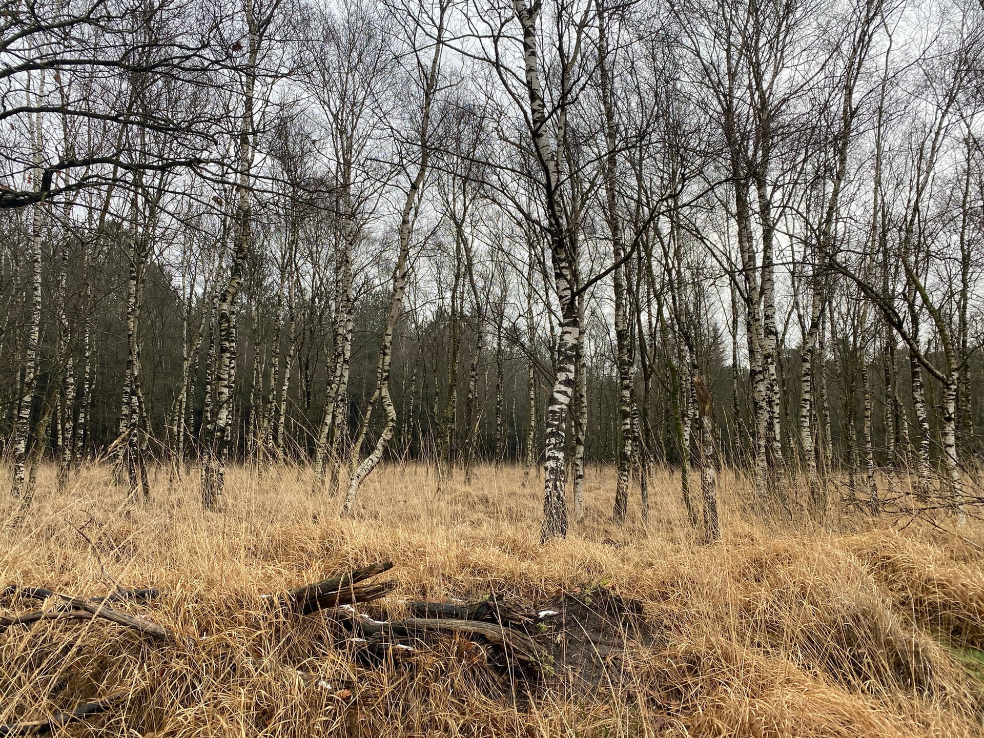 Een berkenbos in de winter, met kale stammen en bruin gras