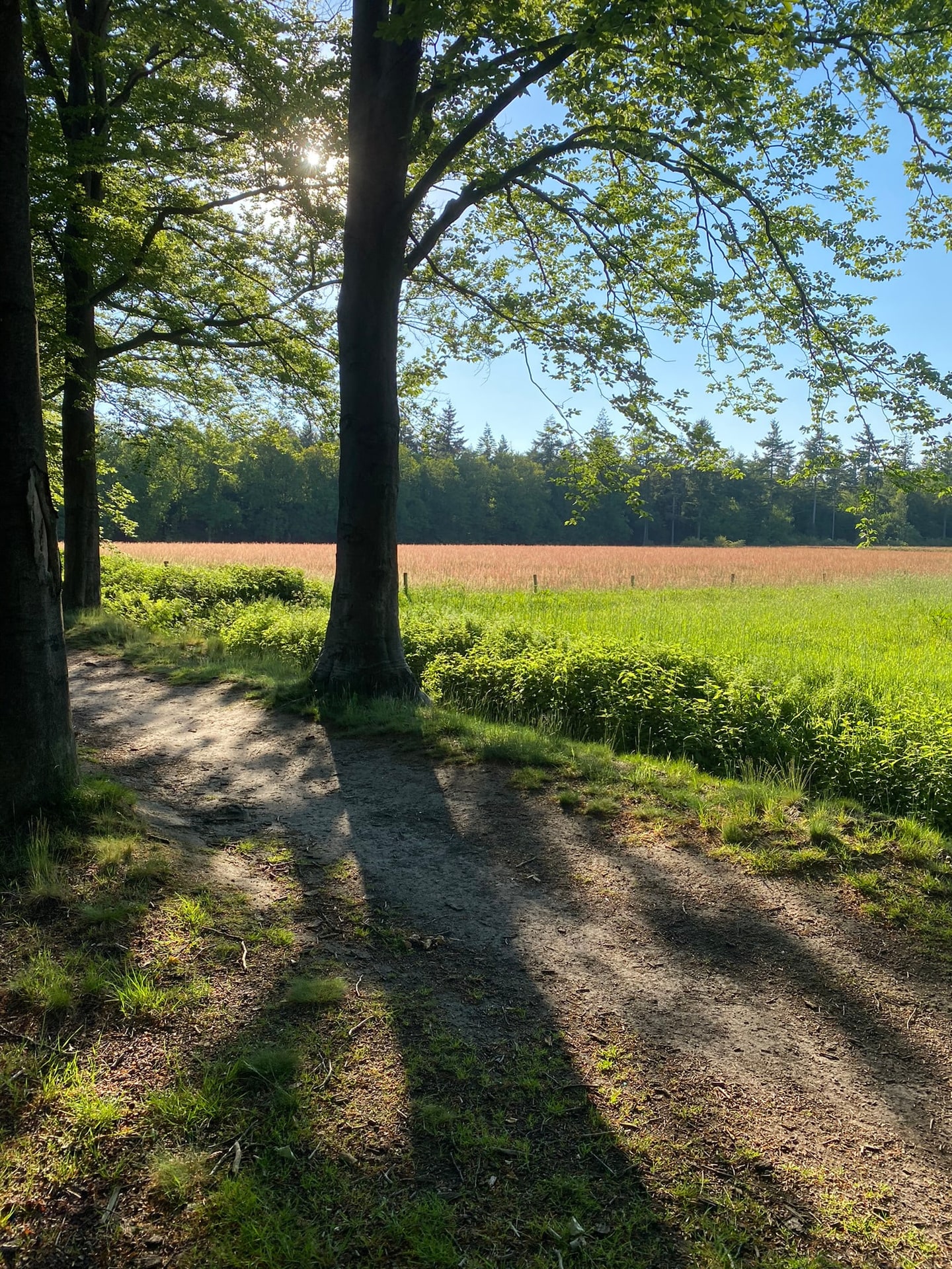 Een boom in een groen veld, met lange schaduwen over het gras