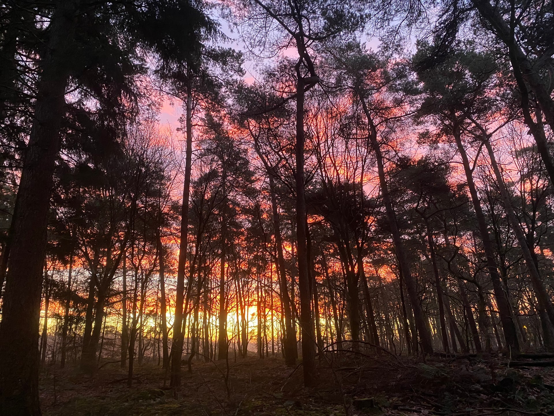 Een roze avondlucht die door een donker dennenbos heen breekt