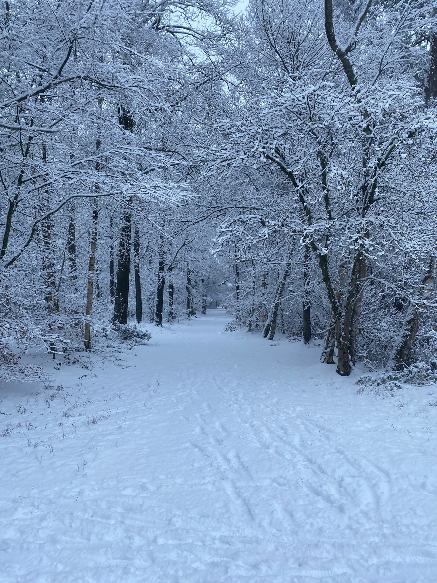 Een pad door bomen die helemaal onder de sneeuw zitten
