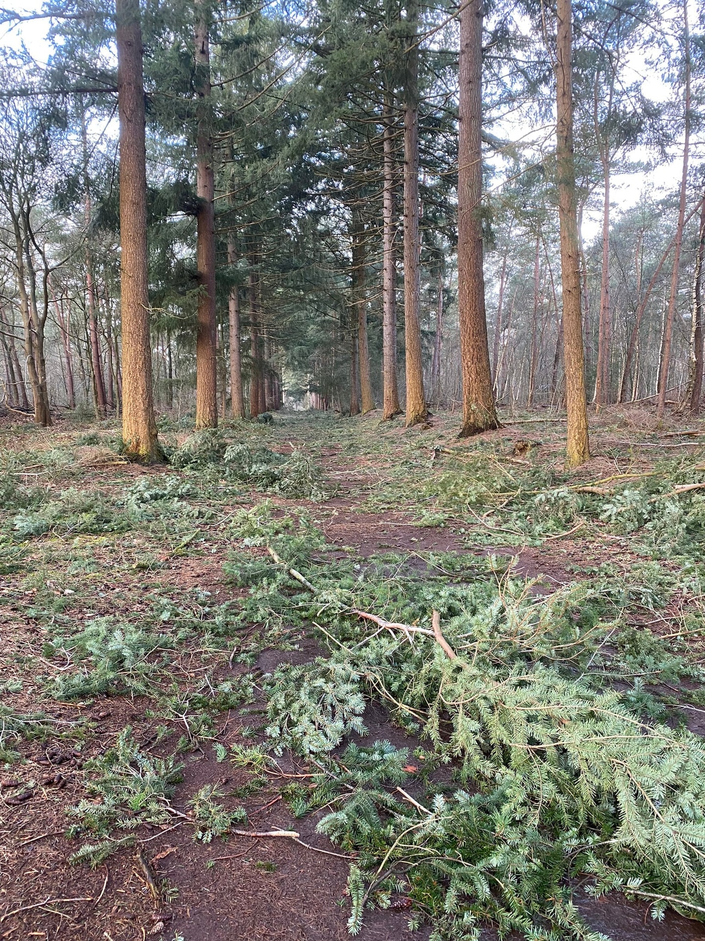 Hoge dennenstammen in een bos, met jonge aanplant eronder