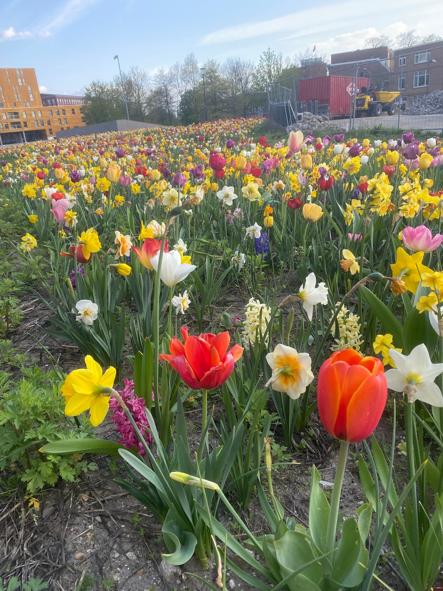 Een perk vol tulpen, narcissen en hyacinten in bloei