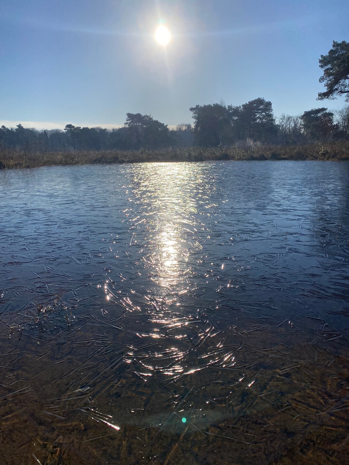 De zon die schittert op het water van een meer, met riet ervoor