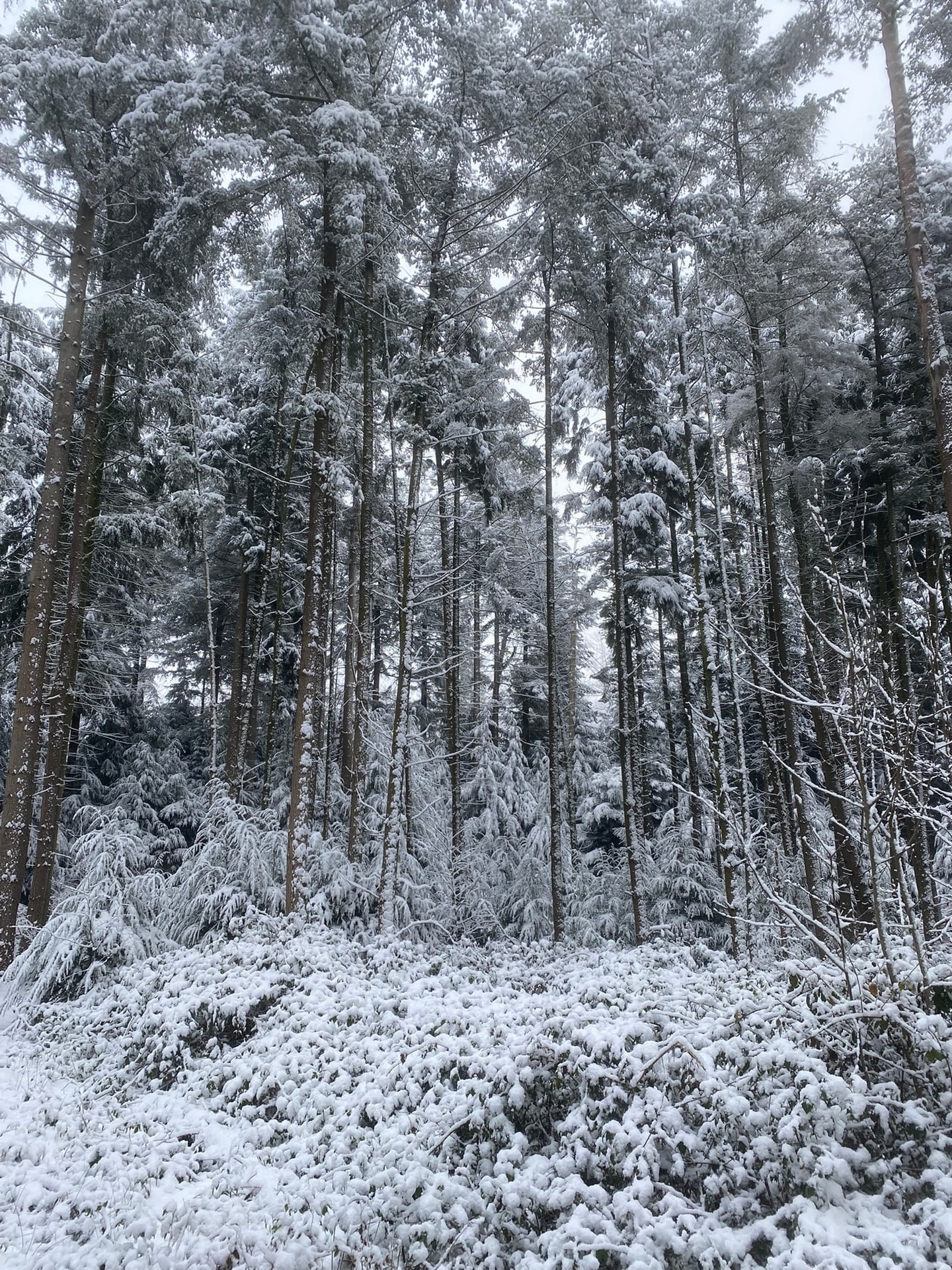 Een besneeuwd bos: hoge donkere stammen boven een witte ondergroei