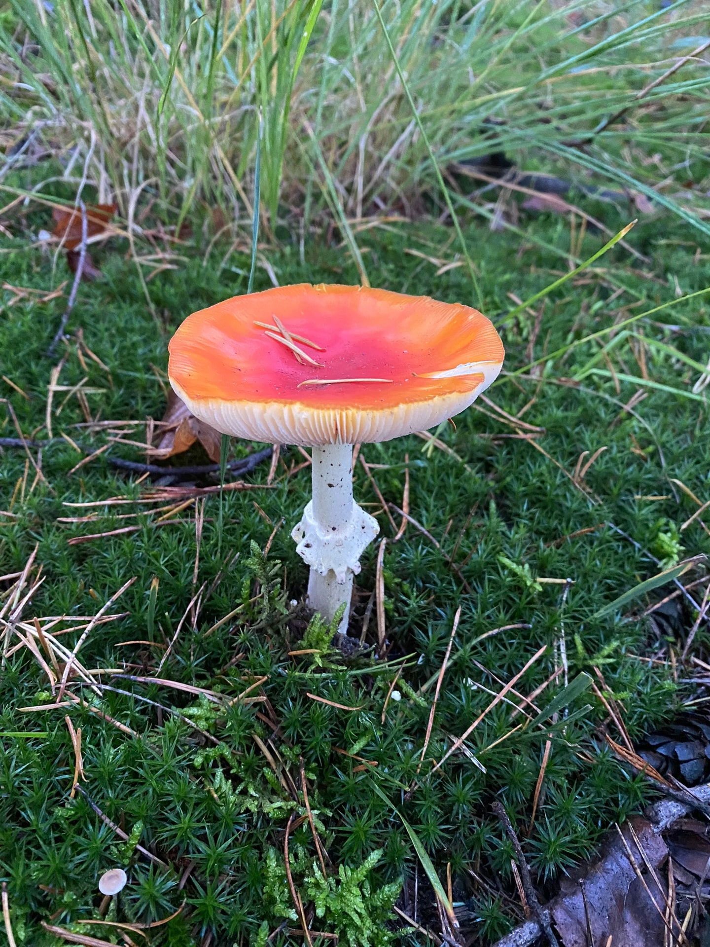 Een vliegenzwam in het groene mos