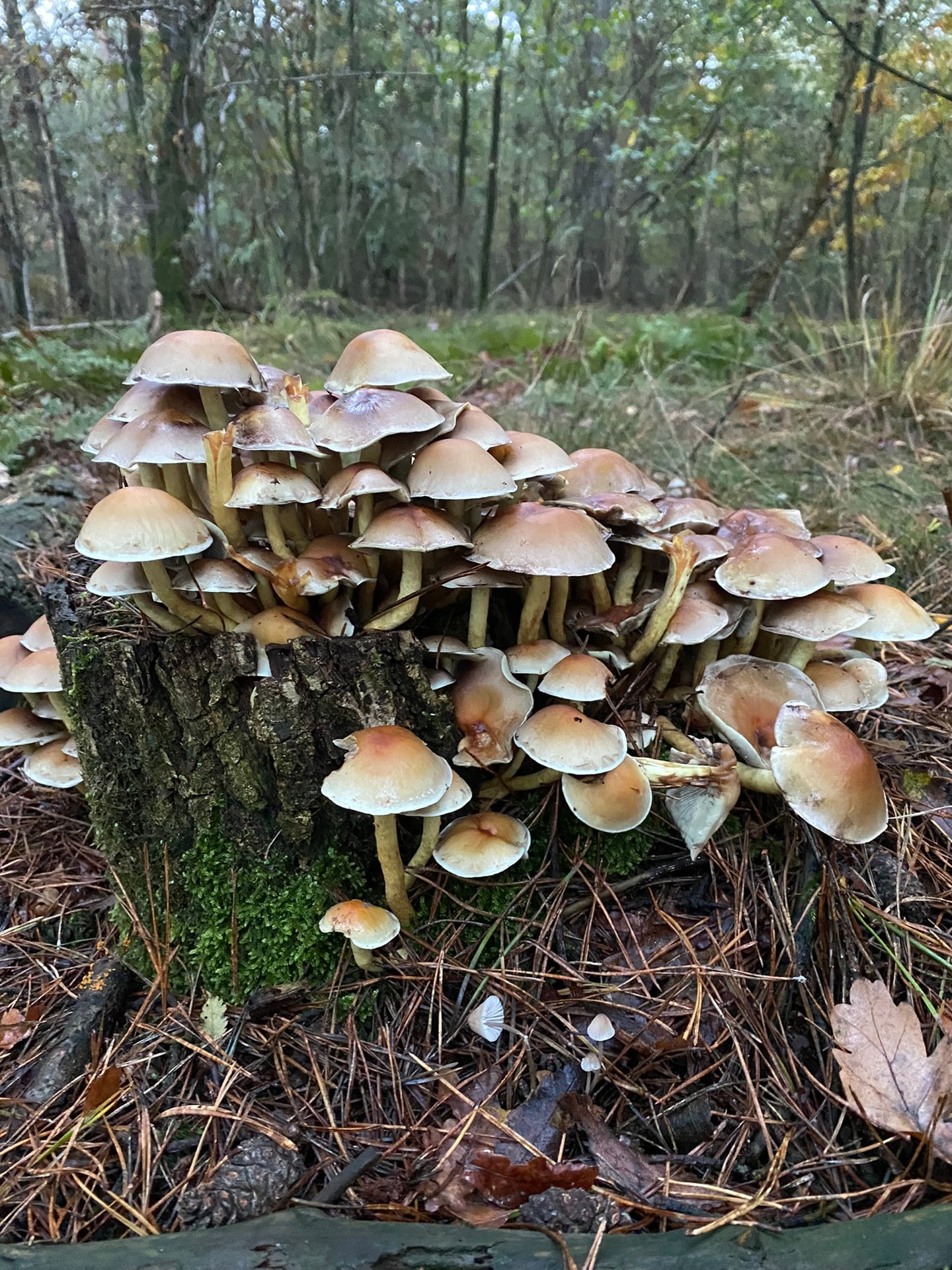 Een groep kleine paddenstoelen op een bemoste boomstronk