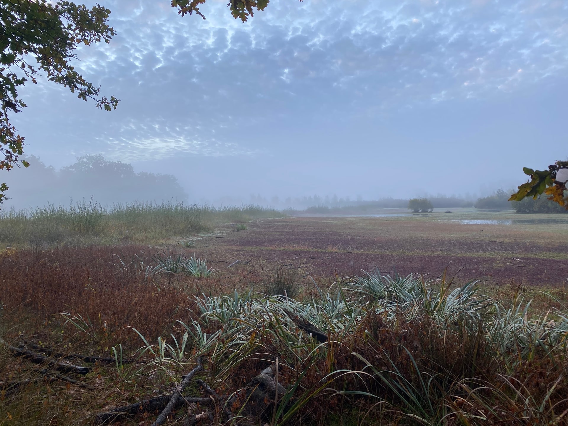 Hetzelfde heideveld in de mist, met een eikentak die over het beeld hangt