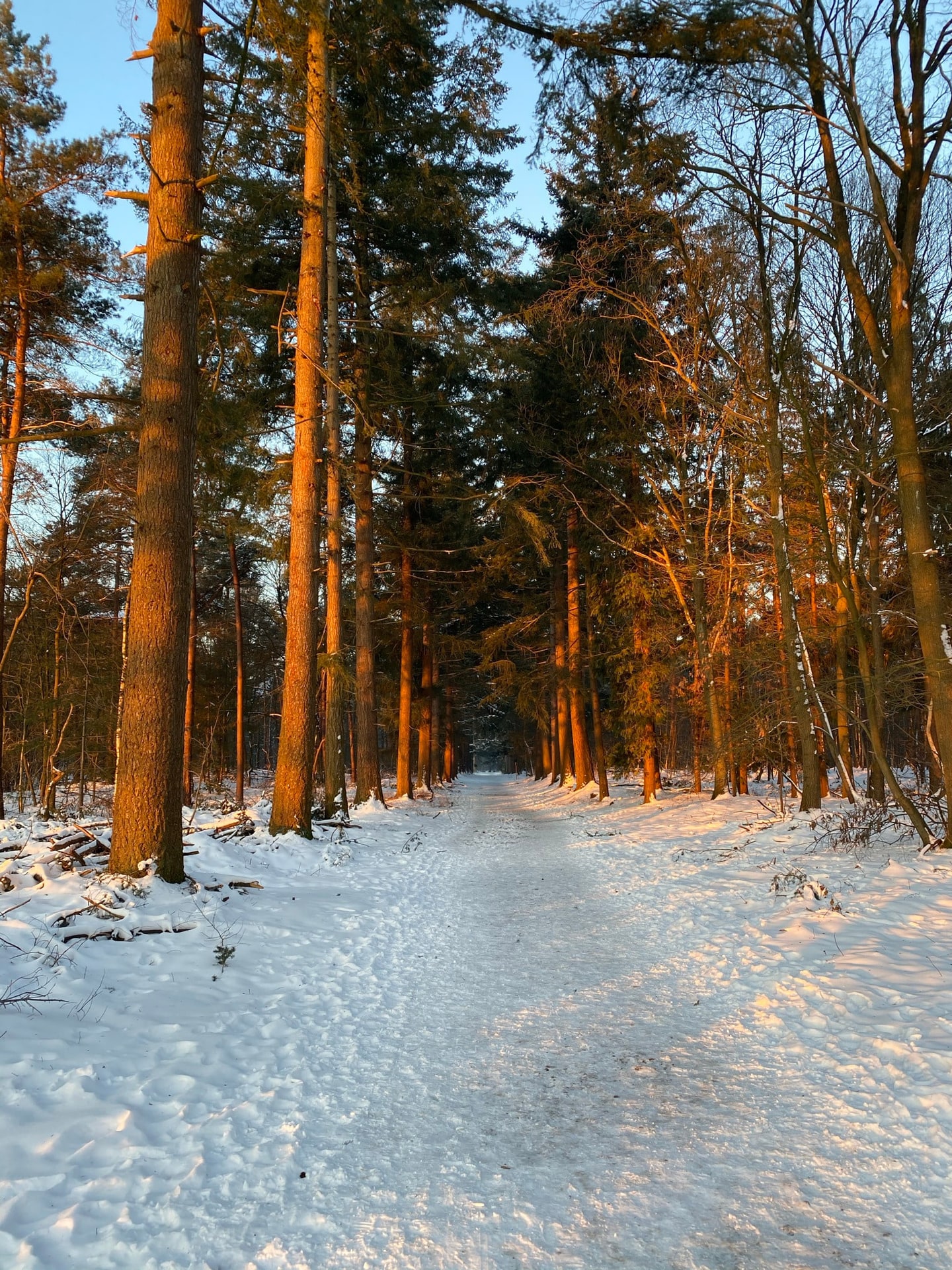 Een besneeuwd bospad, met de stammen oranje aangelicht door de lage zon