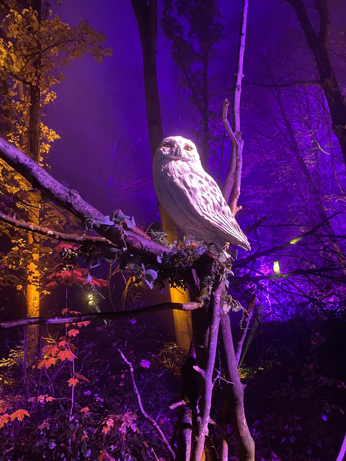 Een grote witte uil, uitgelicht op een tak boven het pad