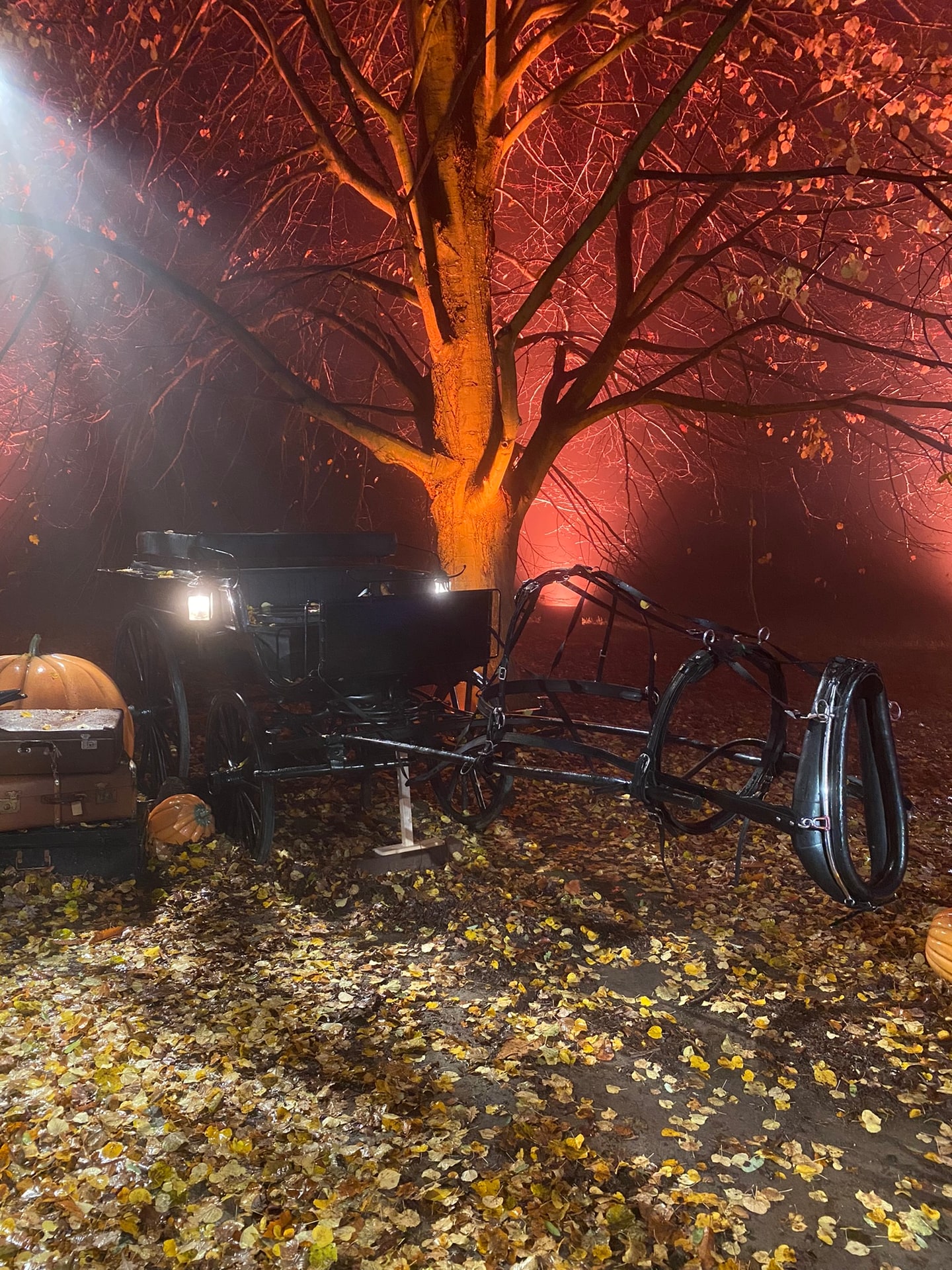 Twee donkere gevleugelde paarden voor een oude koets, tussen de bomen