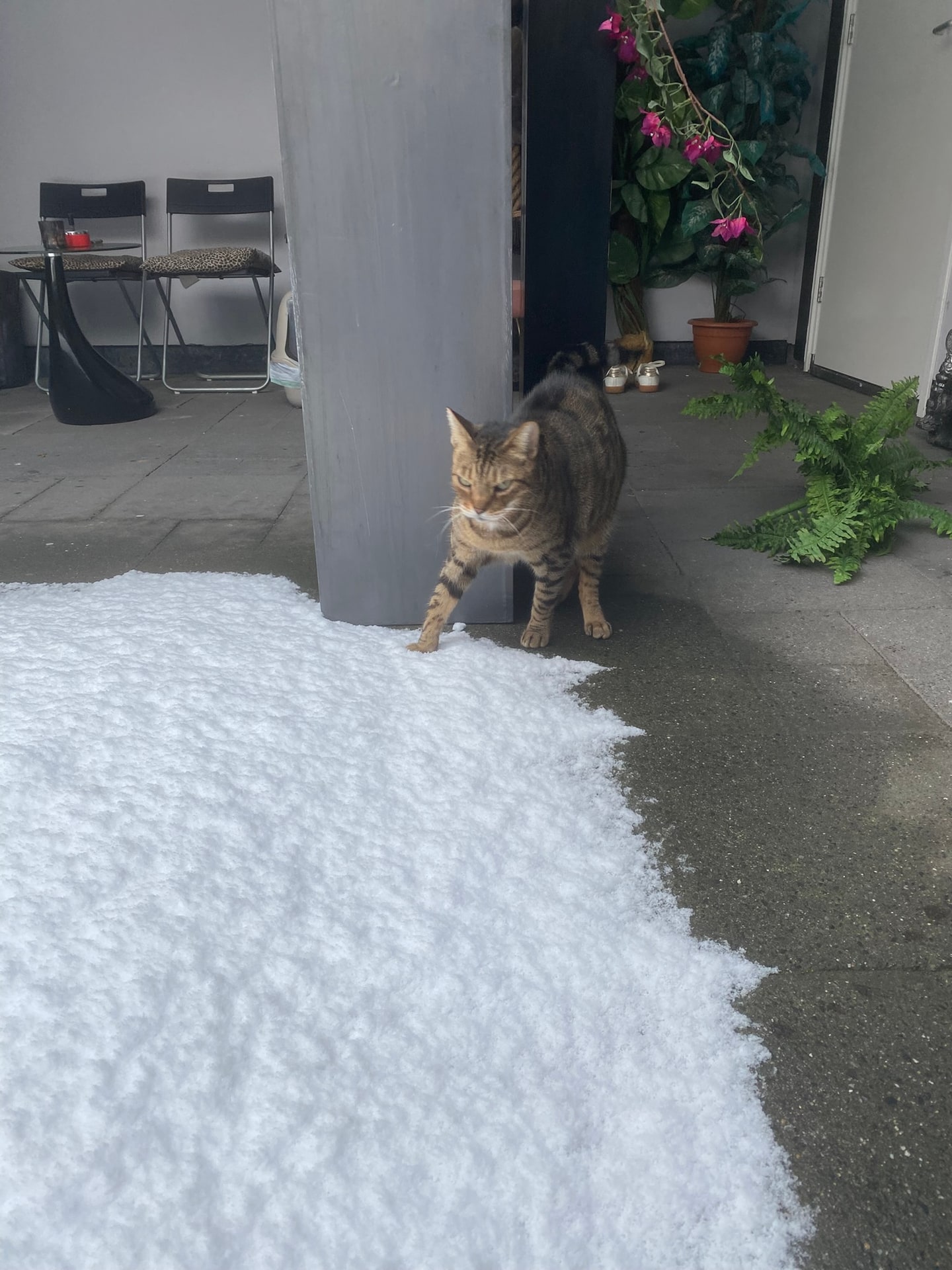 Beer die op het besneeuwde terras voorzichtig één poot naar een plak sneeuw uitsteekt