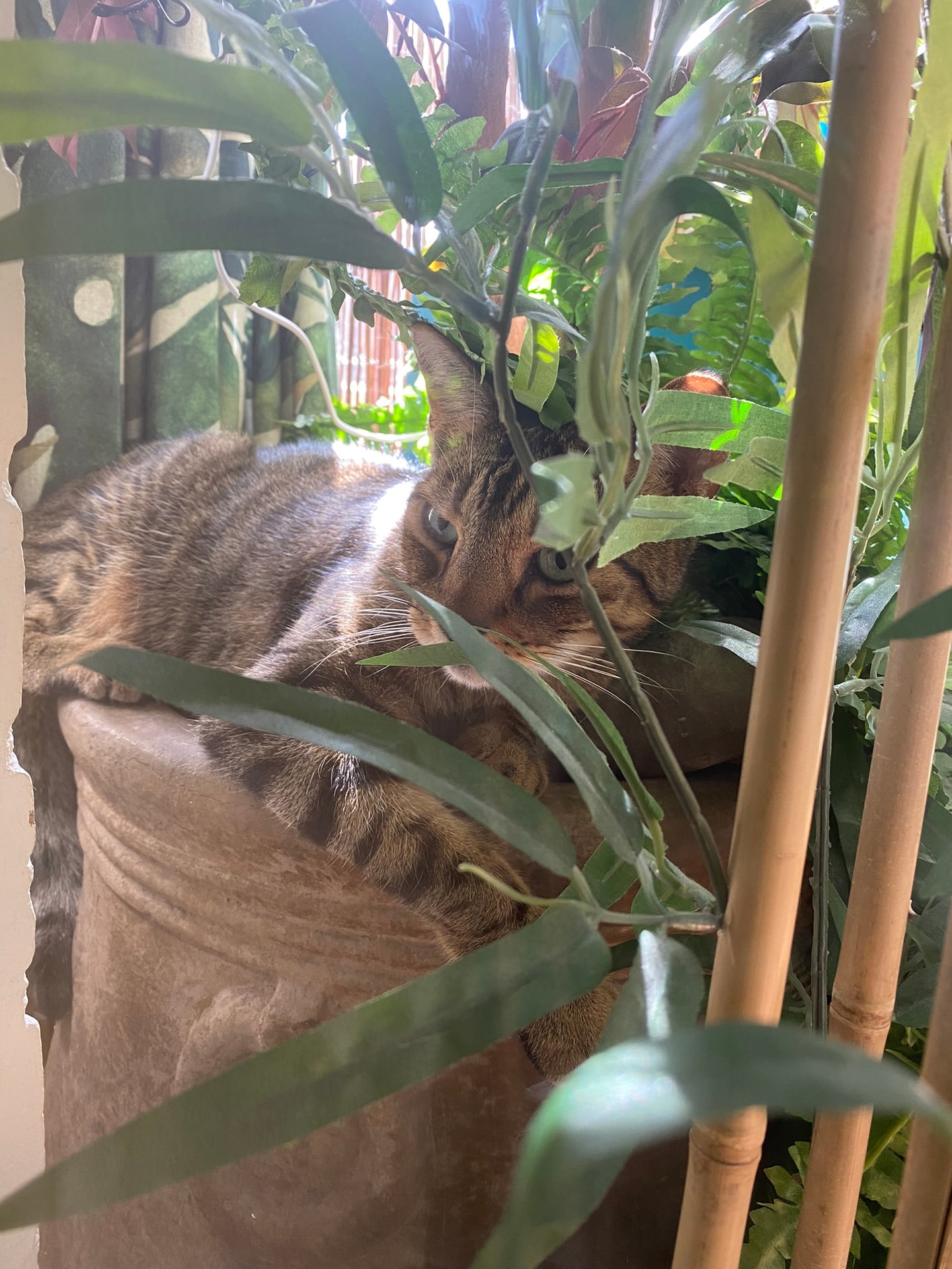 Een kat weggekropen tegen een plantenpot, half schuil achter de bladeren, in tegenlicht