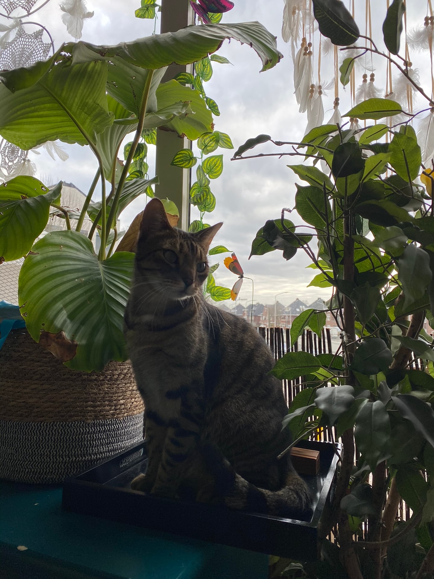 Een kat op een plateau voor een raam vol kamerplanten en varens, met een dromenvanger en uitzicht op huizen