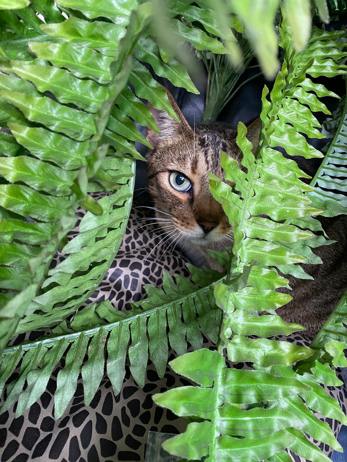 Een kattenkop die tussen groene kunstvarens door naar buiten kijkt
