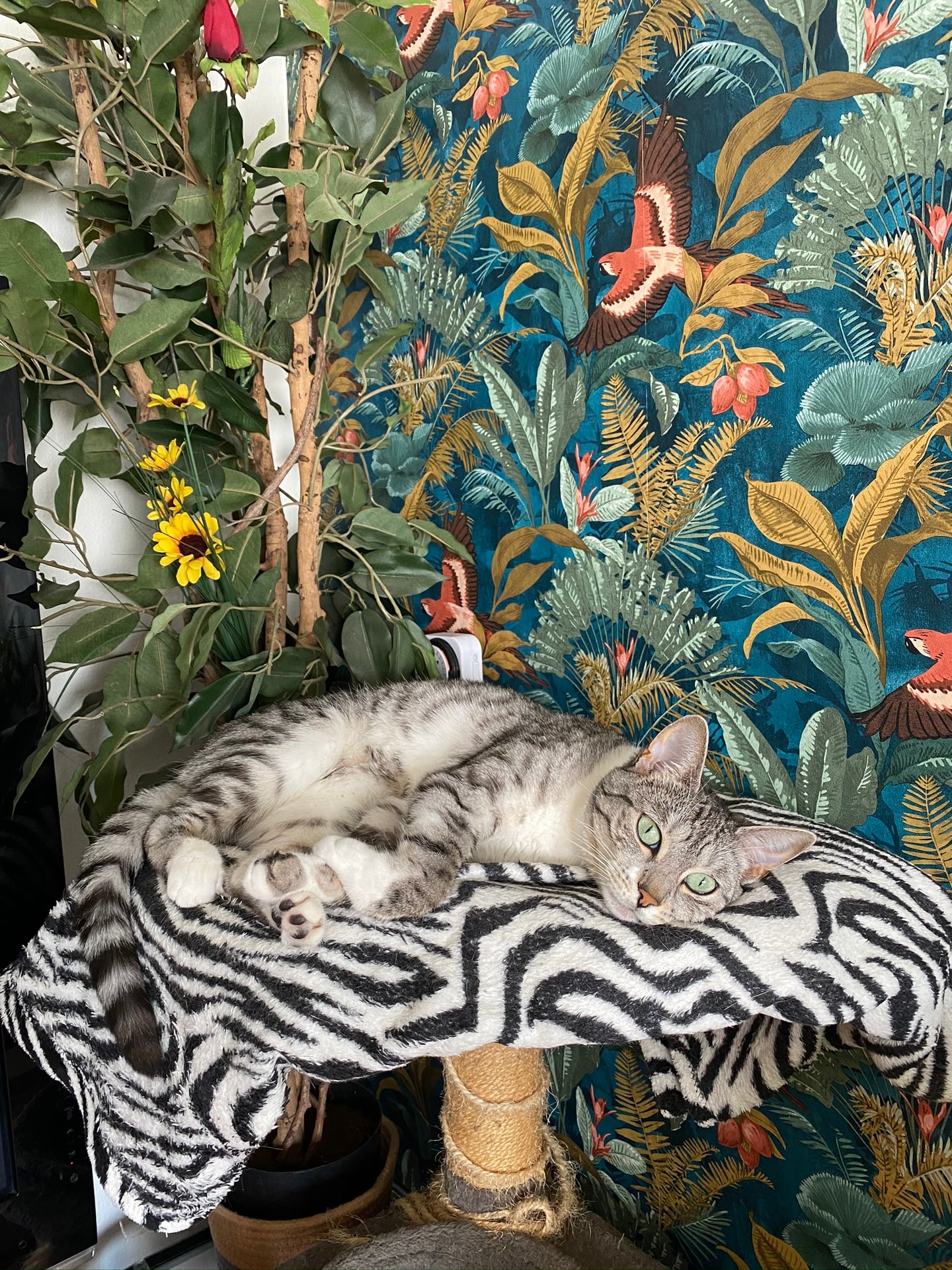 Poes opgerold op het bovenste plateau van de krabpaal, voor het blauwe bloemen- en vogelbehang
