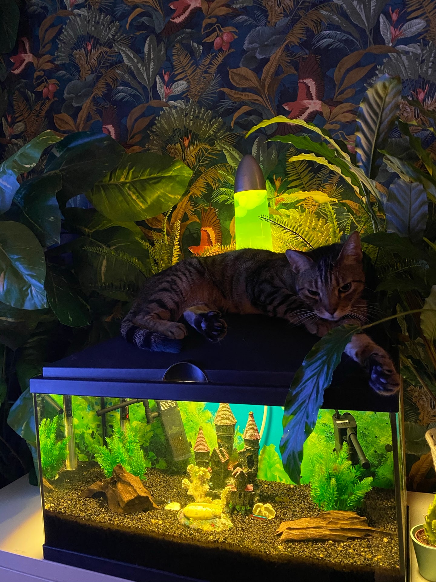 Beer uitgestrekt boven op een verlicht aquarium, met een groen oplichtende lamp en het jungle-behang erachter