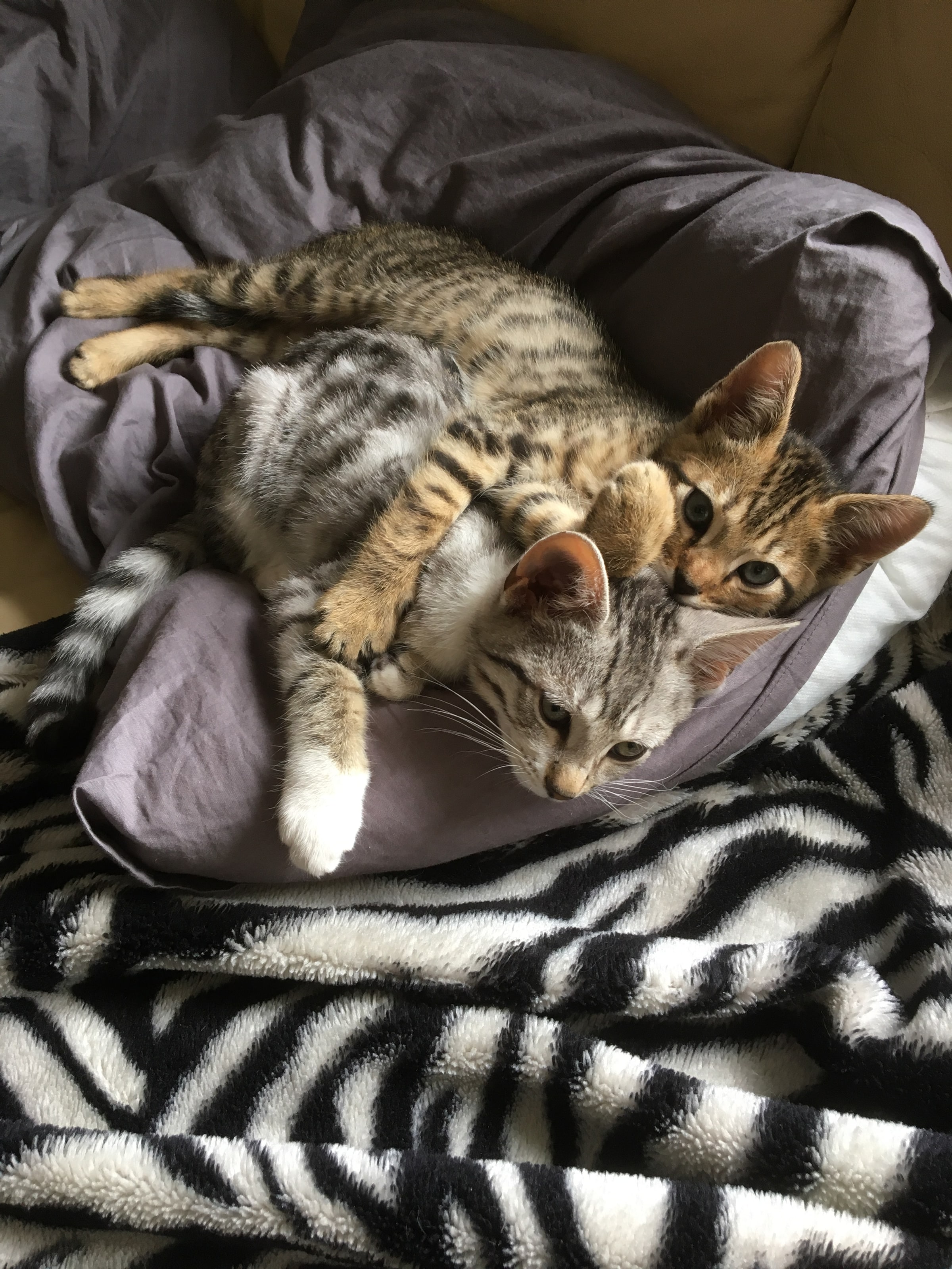 Twee kittens in een kluwen tegen elkaar aan op een grijs kussen