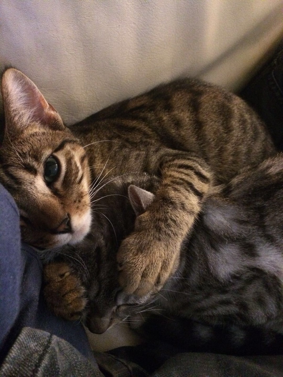 Poes en Beer als jonge katten dicht tegen elkaar aan, één kat knijpt een oog dicht