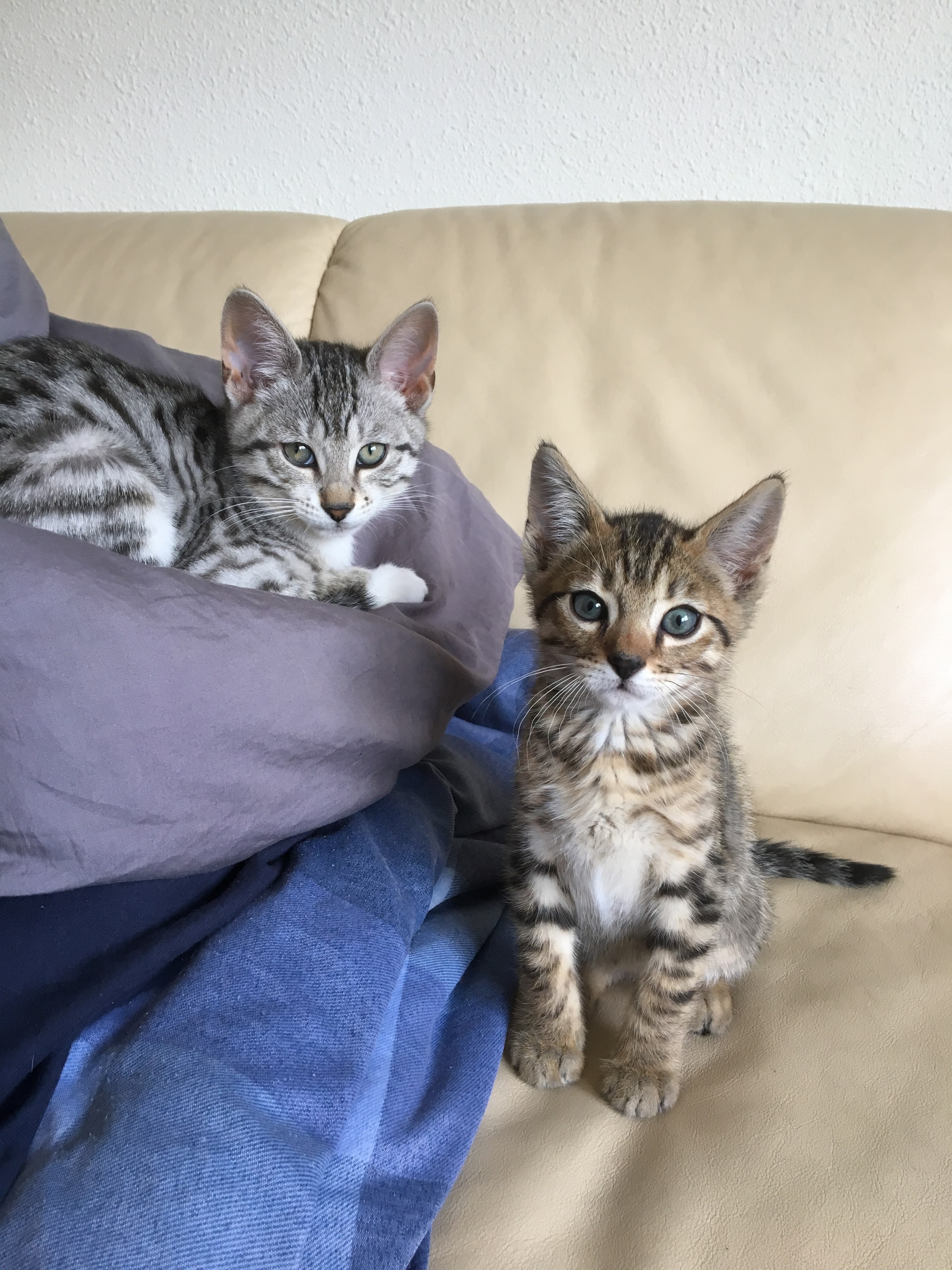 Poes en Beer als jonge katten naast elkaar op de bank, allebei in de camera kijkend