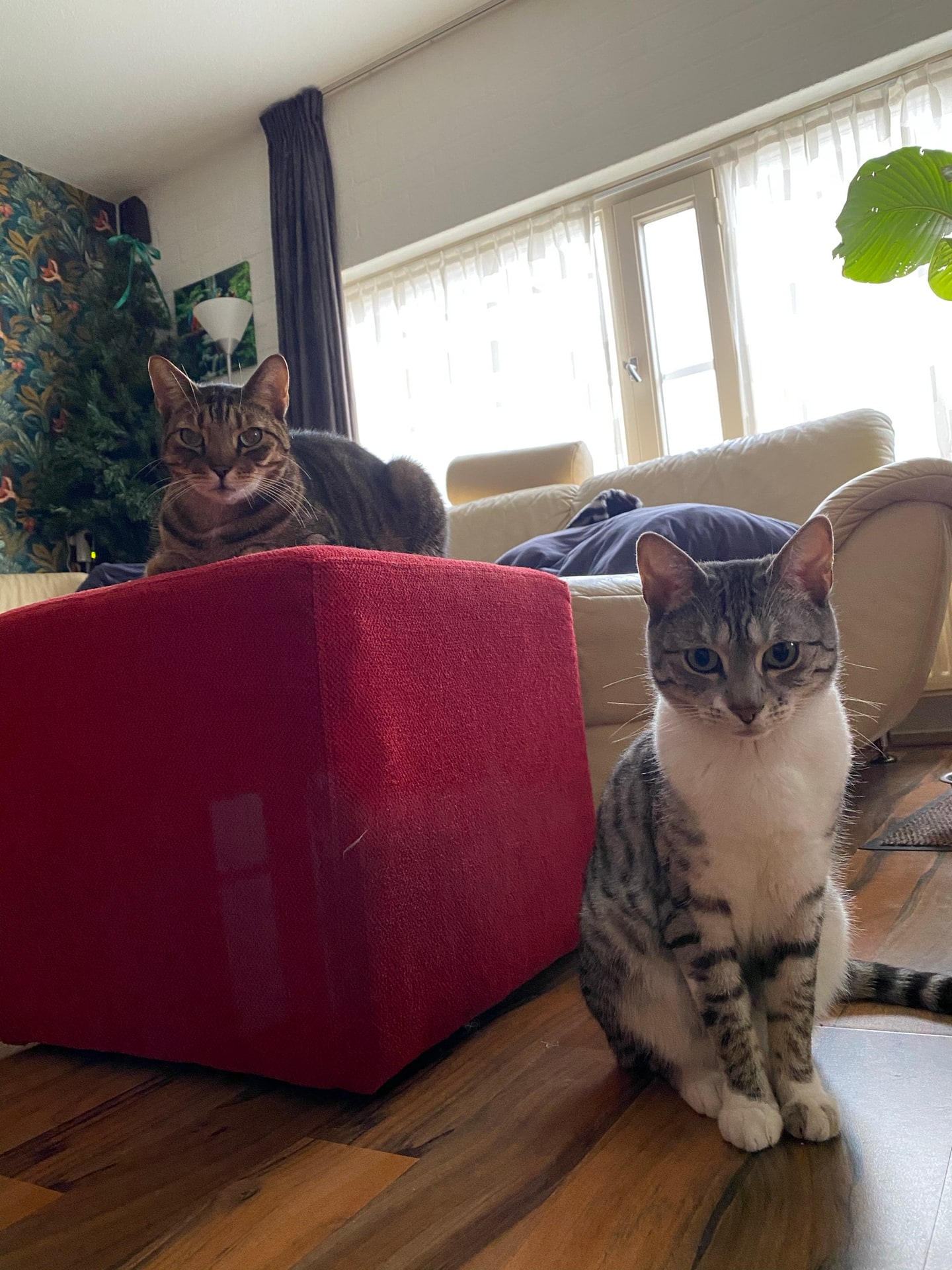 Beer languit op de bank achter een rode poef, Poes rechtop op de houten vloer ervoor, met het bloemenbehang op de achtergrond