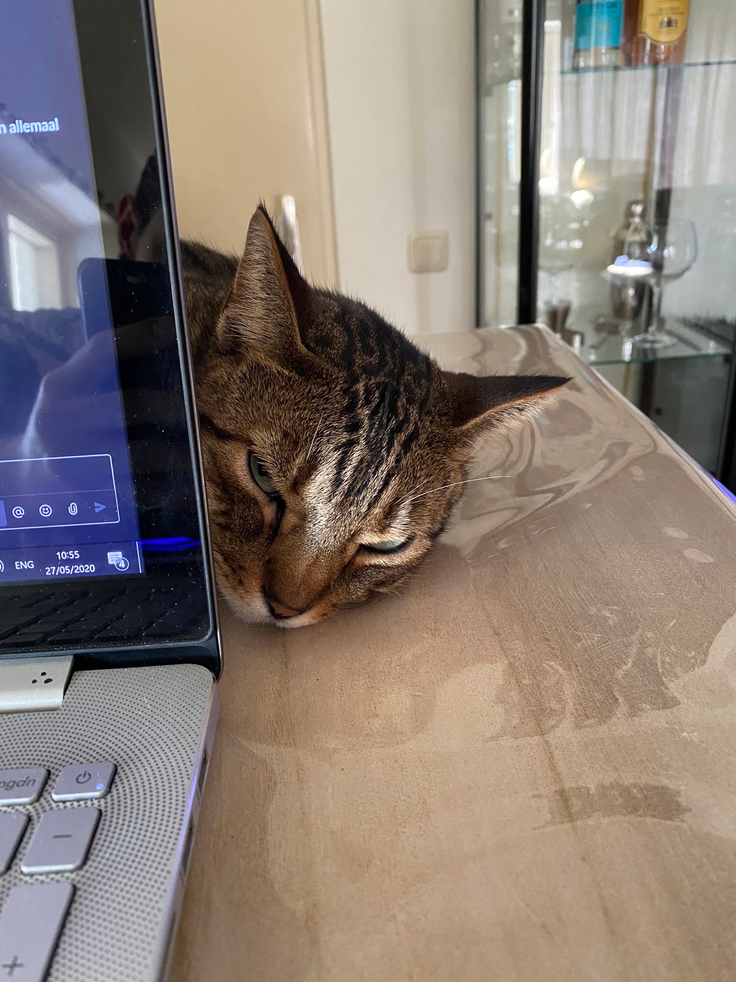 Een kat met de kop tegen de rand van een laptop, ogen half dicht