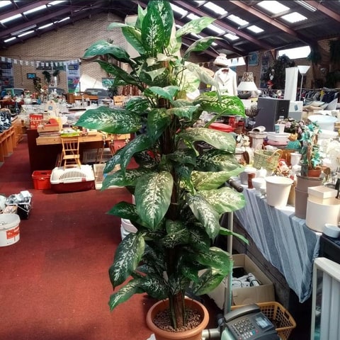 Een grote kamerplant in een pot, midden in de gangpaden van een kringloopwinkel